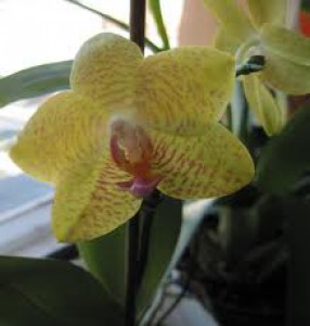 orchidej.jpeg